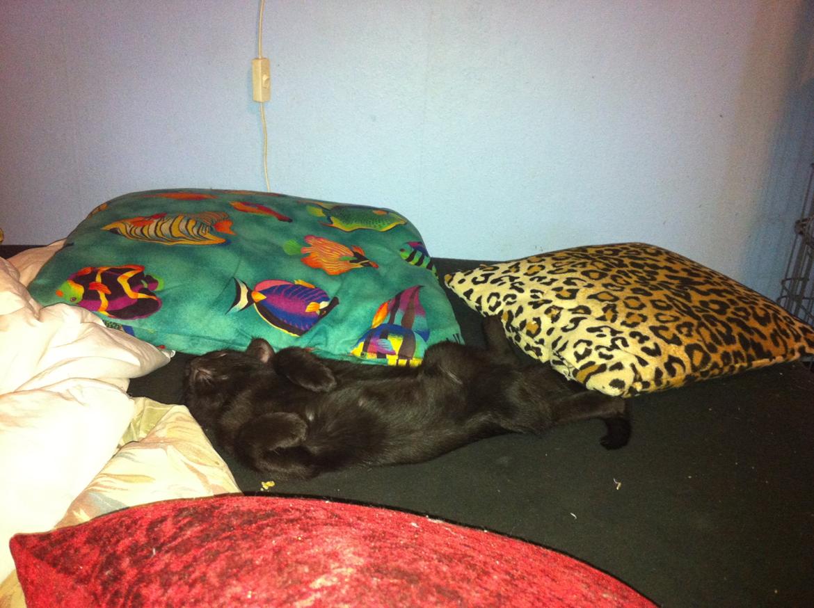 Huskat Spade billede 5