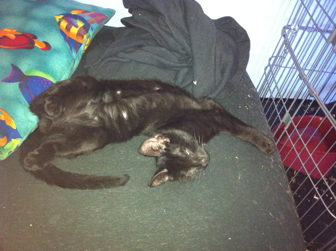 Huskat Spade billede 6