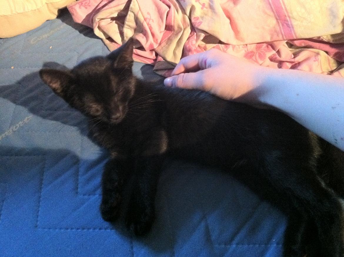 Huskat Spade billede 7