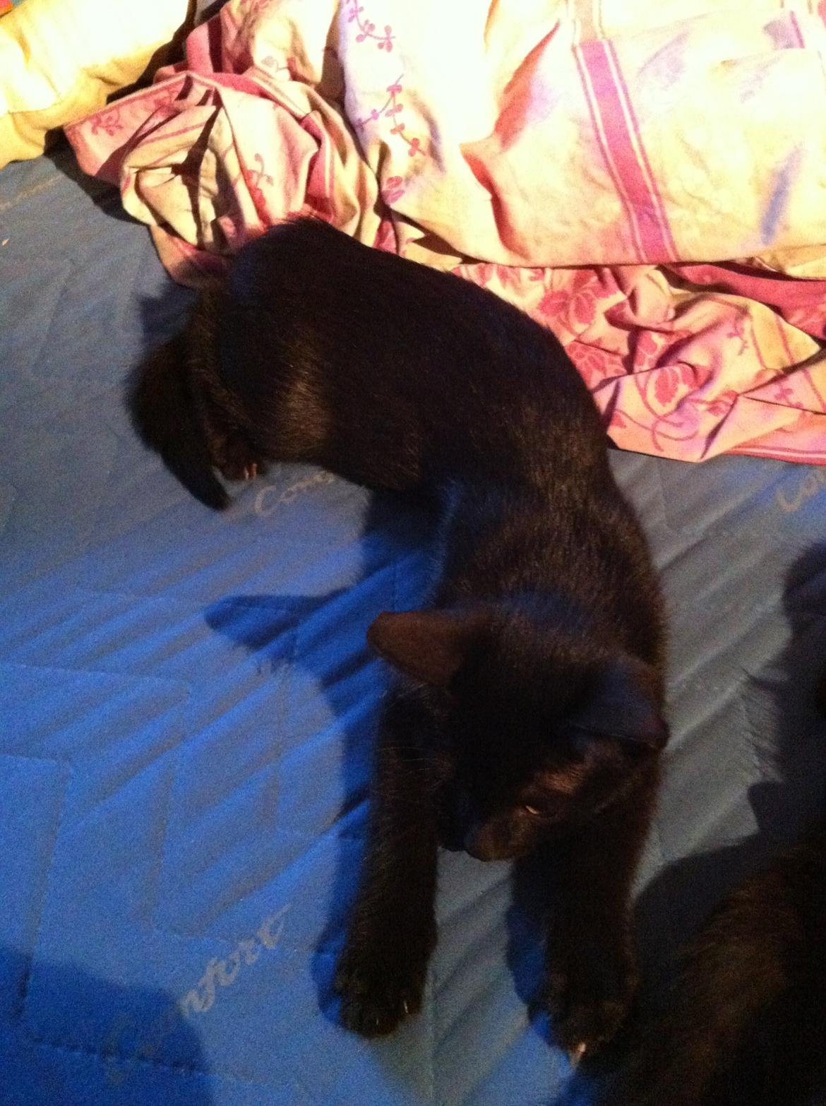 Huskat Spade billede 8