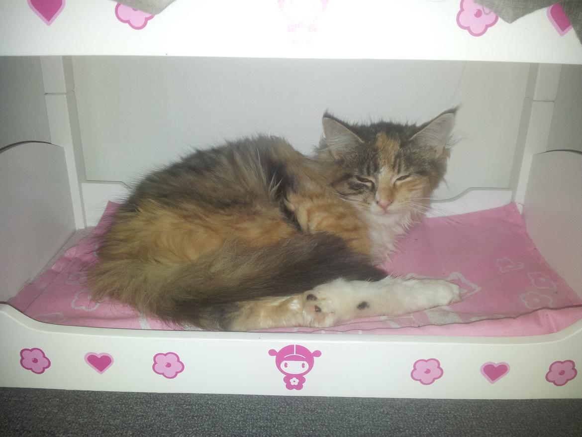 Maine Coon Fnuggi Tidl. kat billede 4