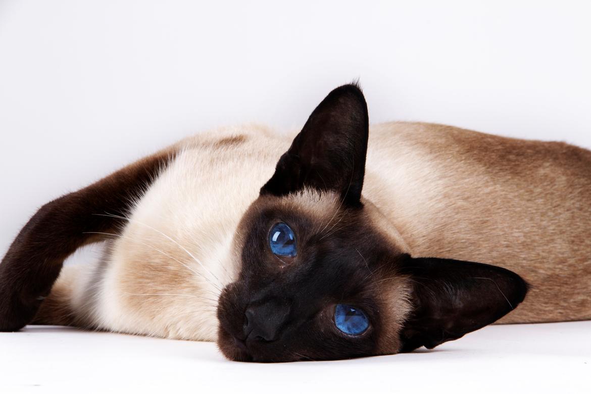 Siameser Lotus <3333 billede 1