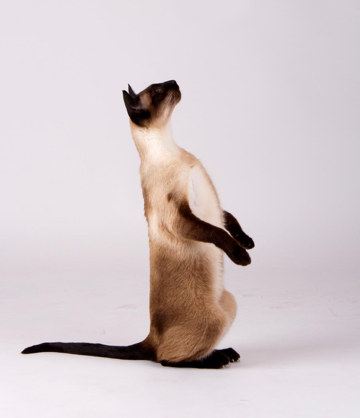 Siameser Lotus <3333 billede 2