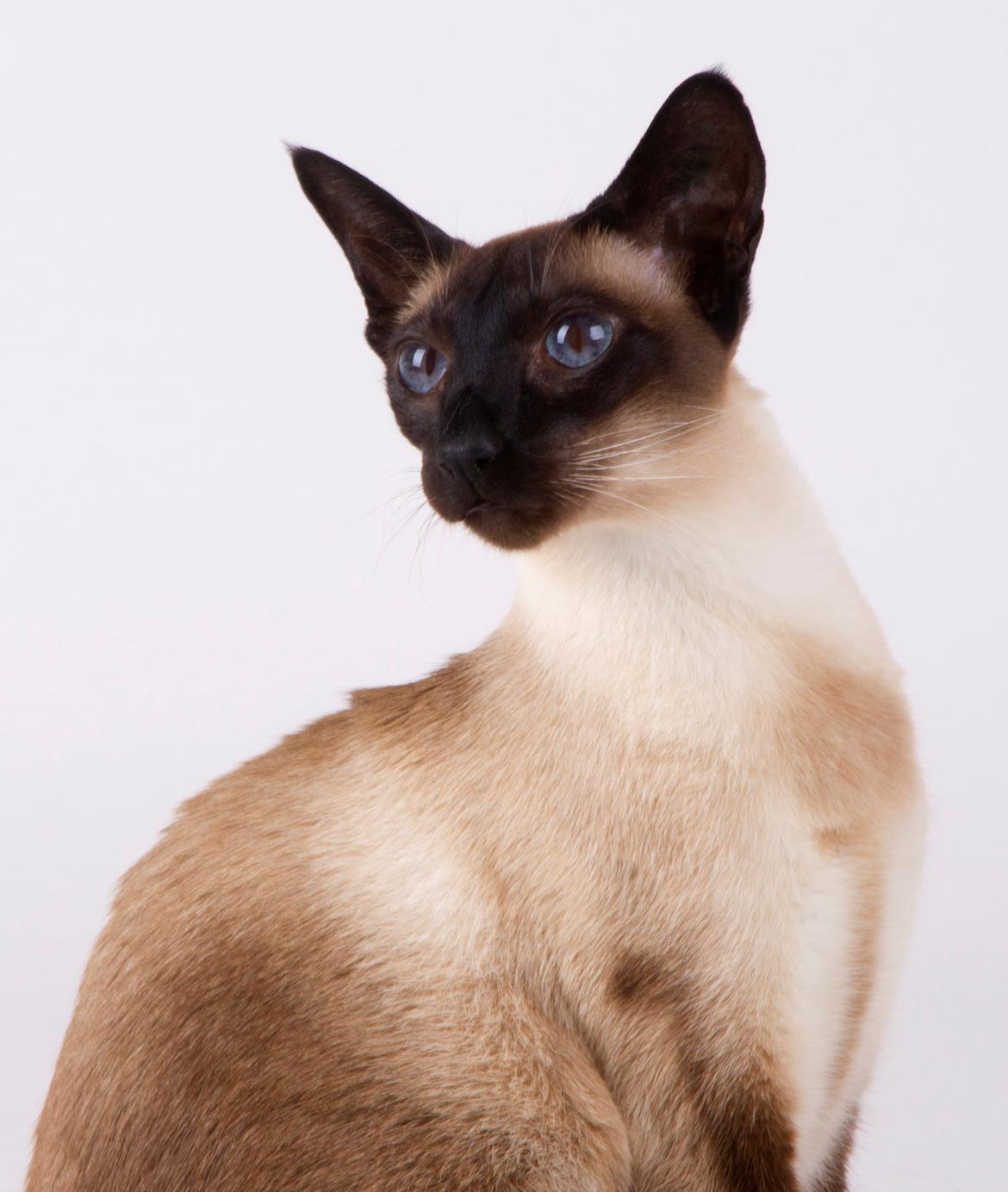 Siameser Lotus <3333 billede 10