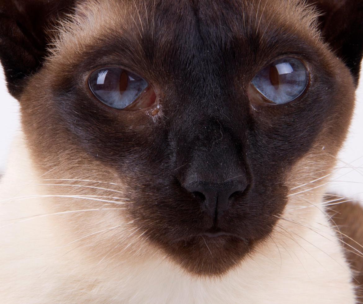 Siameser Lotus <3333 billede 11