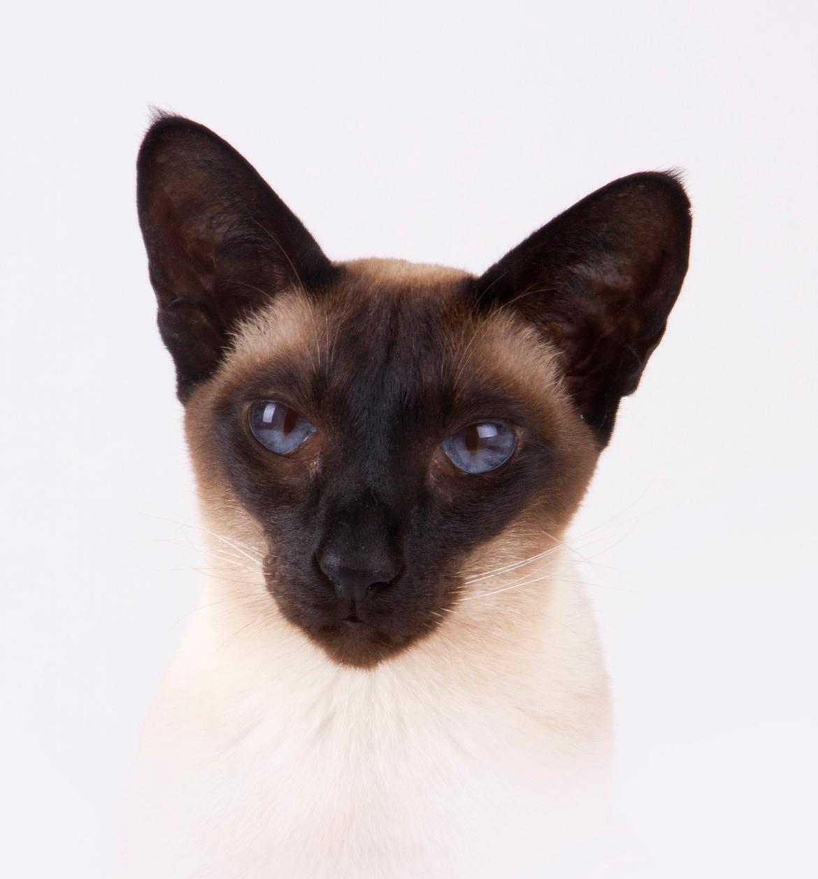 Siameser Lotus <3333 billede 3