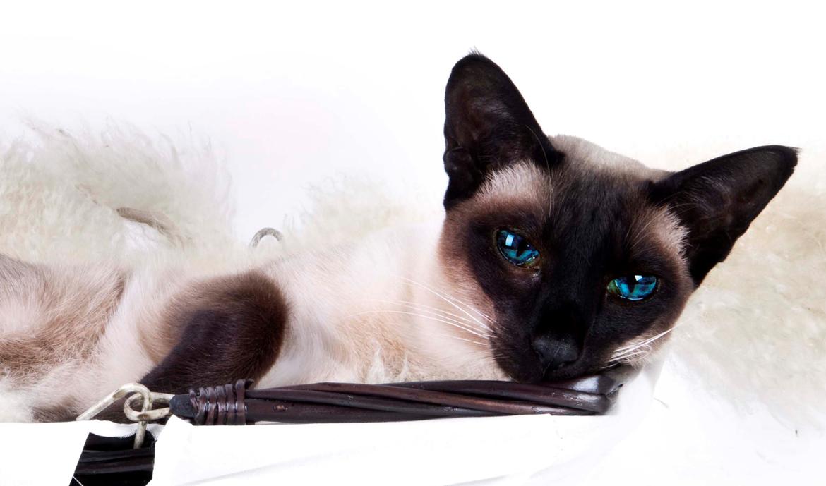 Siameser Lotus <3333 billede 12