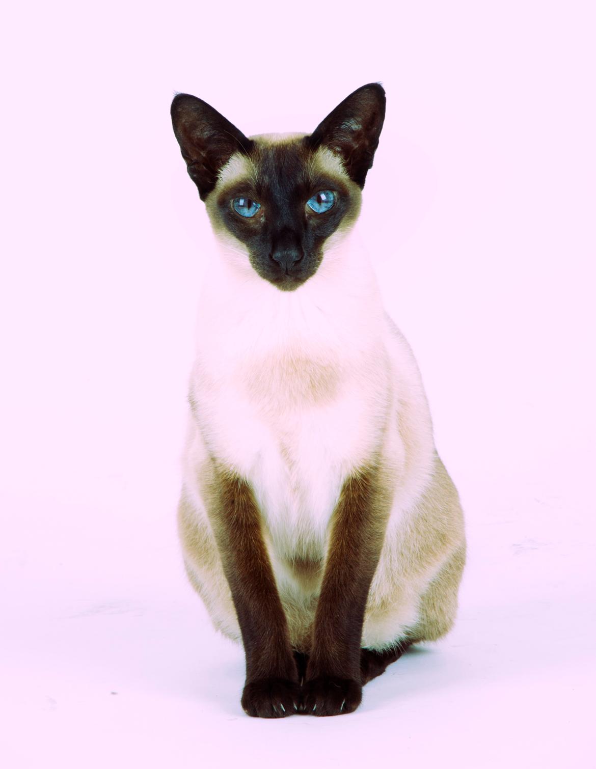 Siameser Lotus <3333 billede 13