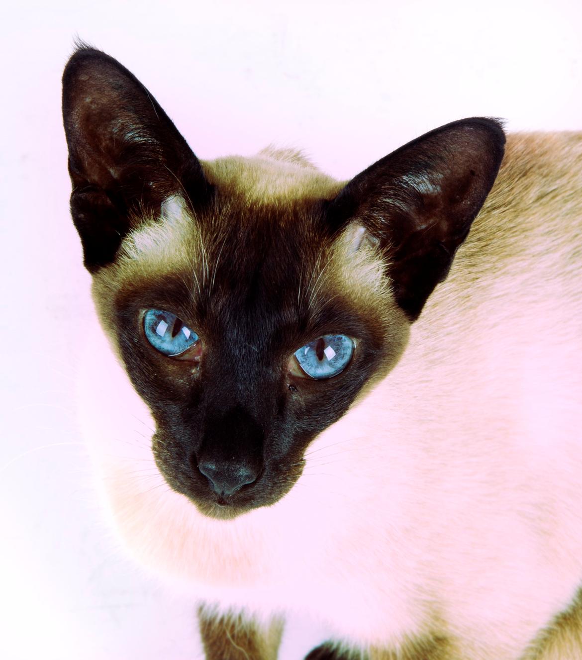 Siameser Lotus <3333 billede 14