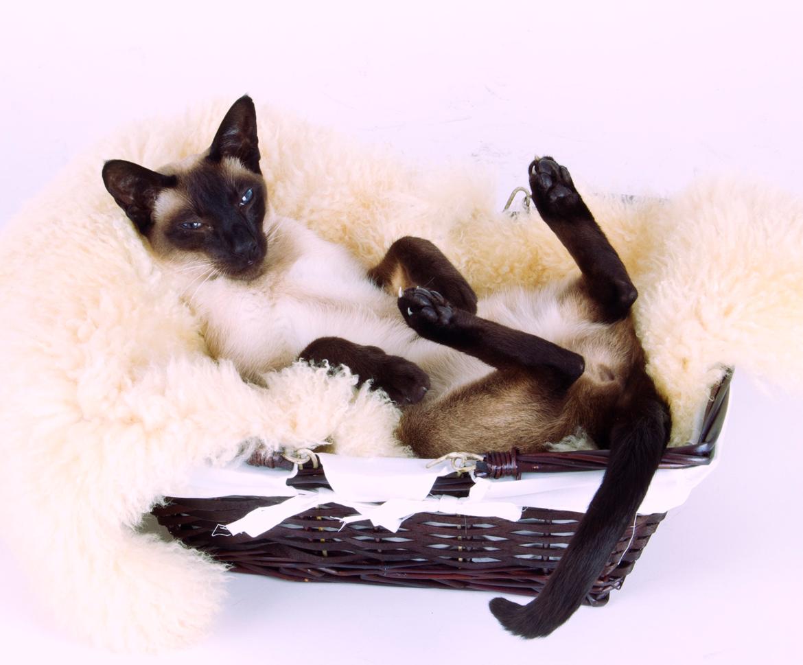 Siameser Lotus <3333 billede 16