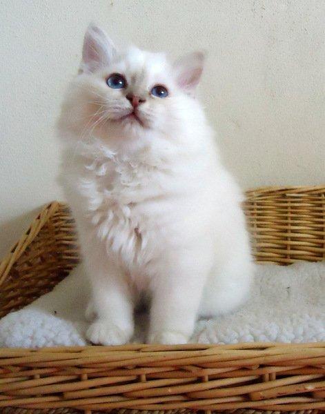 Hellig Birma Chicabee's Zebra (Shellie) billede 2