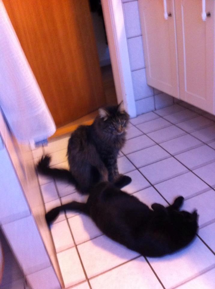 Blanding af racer Batman - Batman sammen med min mors kat Ludvig billede 13