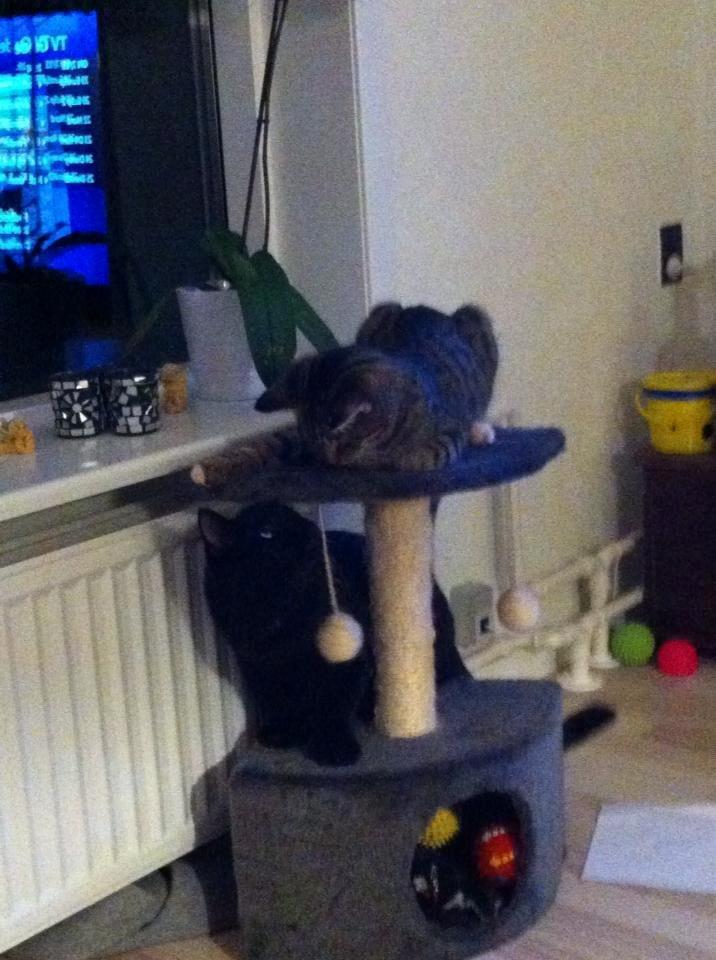 Blanding af racer Batman - Batman leger med hans nye ven Robin. billede 15