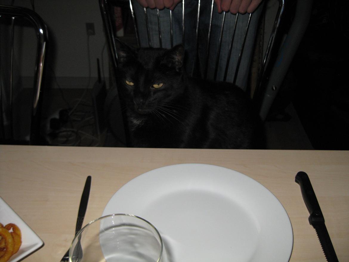 Huskat Ozzy - Mmmm... billede 4