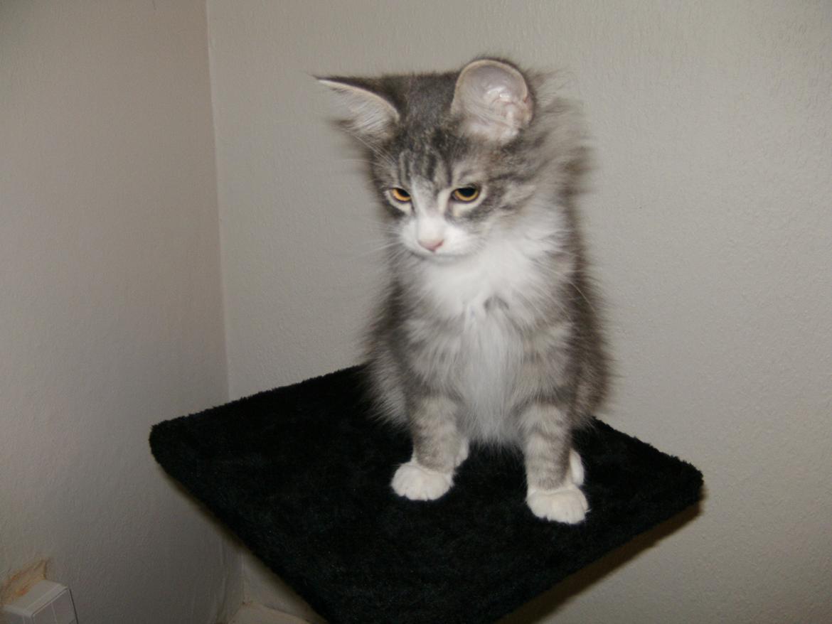 Norsk Skovkat Balou billede 1