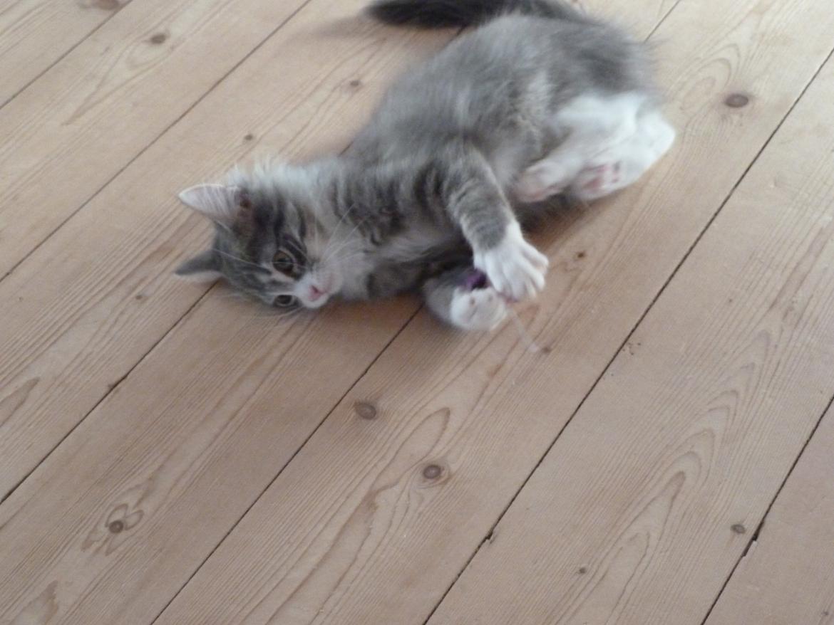 Norsk Skovkat Balou billede 2