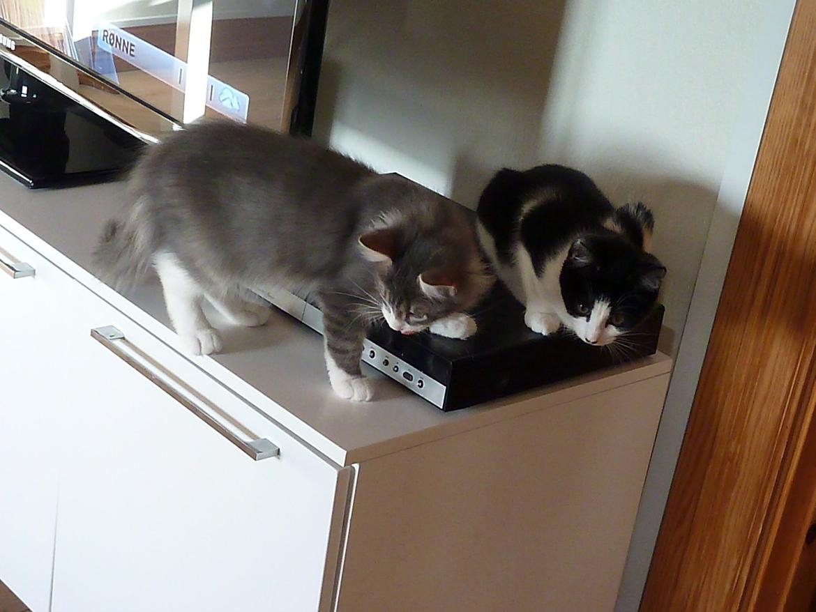 Norsk Skovkat Balou billede 3