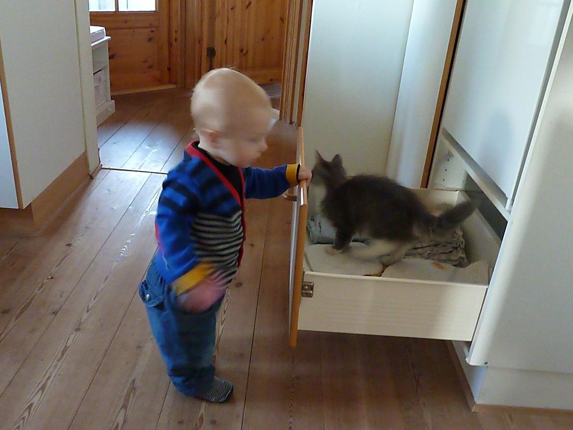 Norsk Skovkat Balou billede 4