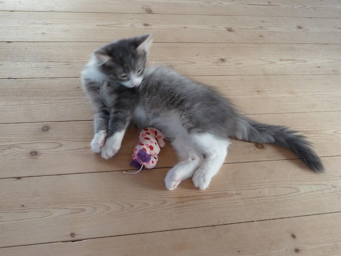 Norsk Skovkat Balou billede 5