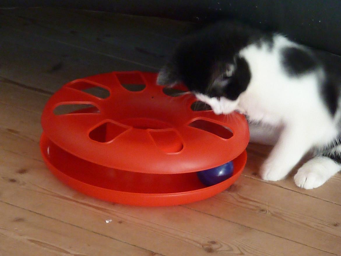 Blanding af racer Bella billede 1