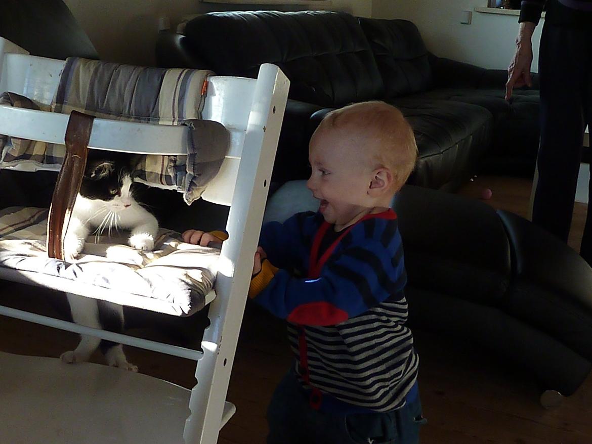 Blanding af racer Bella billede 2