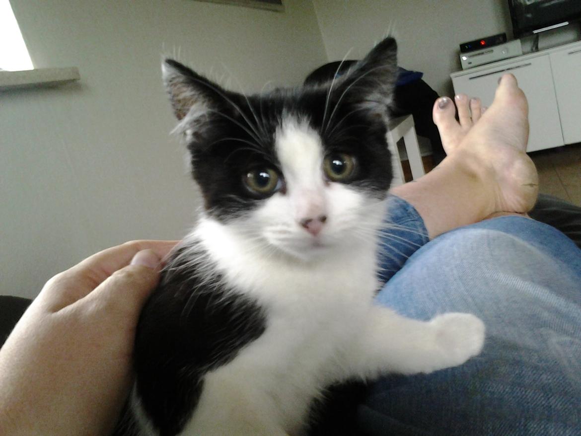 Blanding af racer Bella billede 3