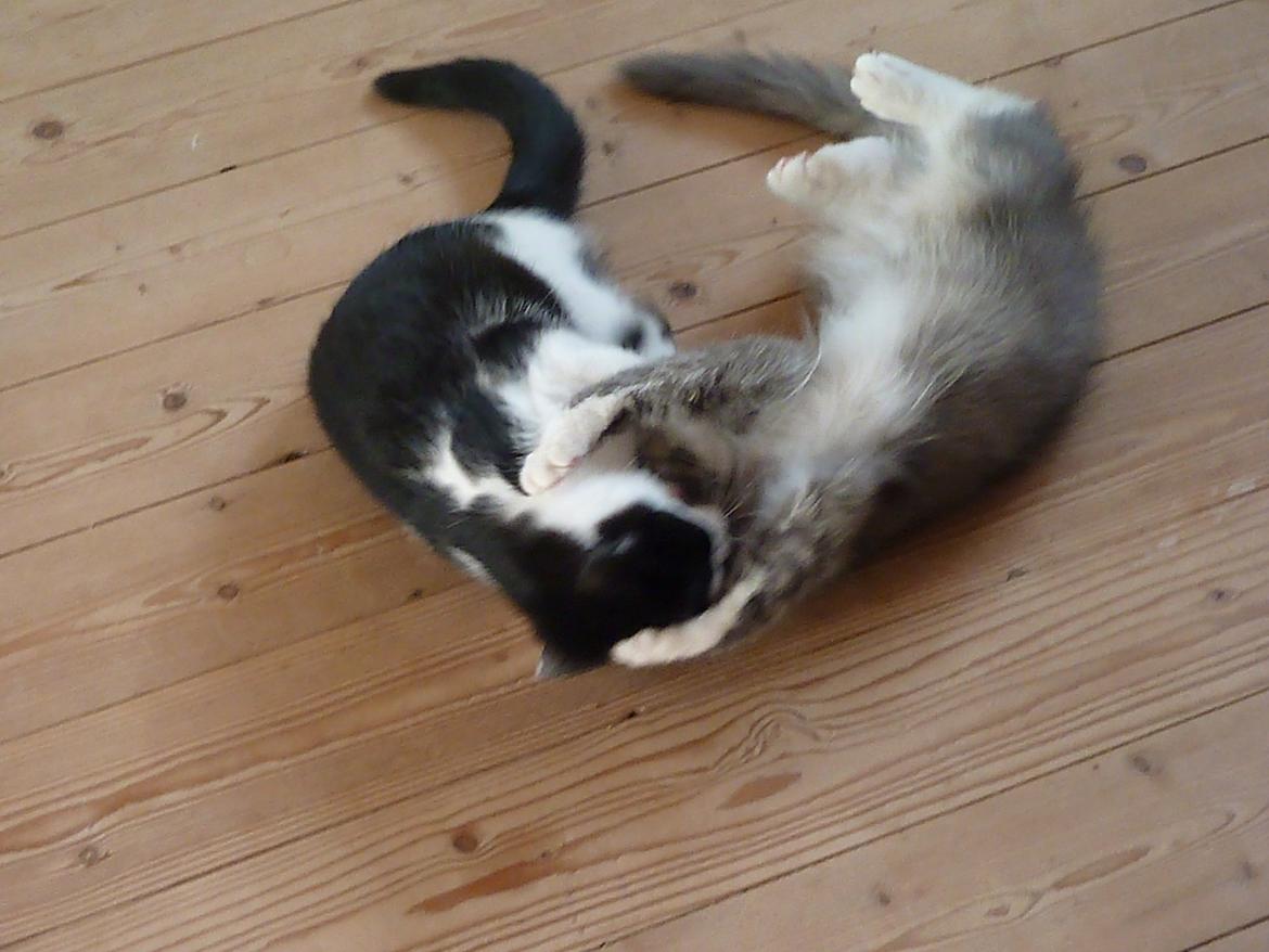 Blanding af racer Bella billede 4