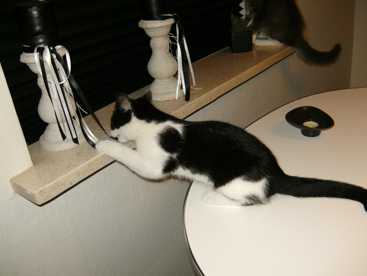 Blanding af racer Bella billede 5