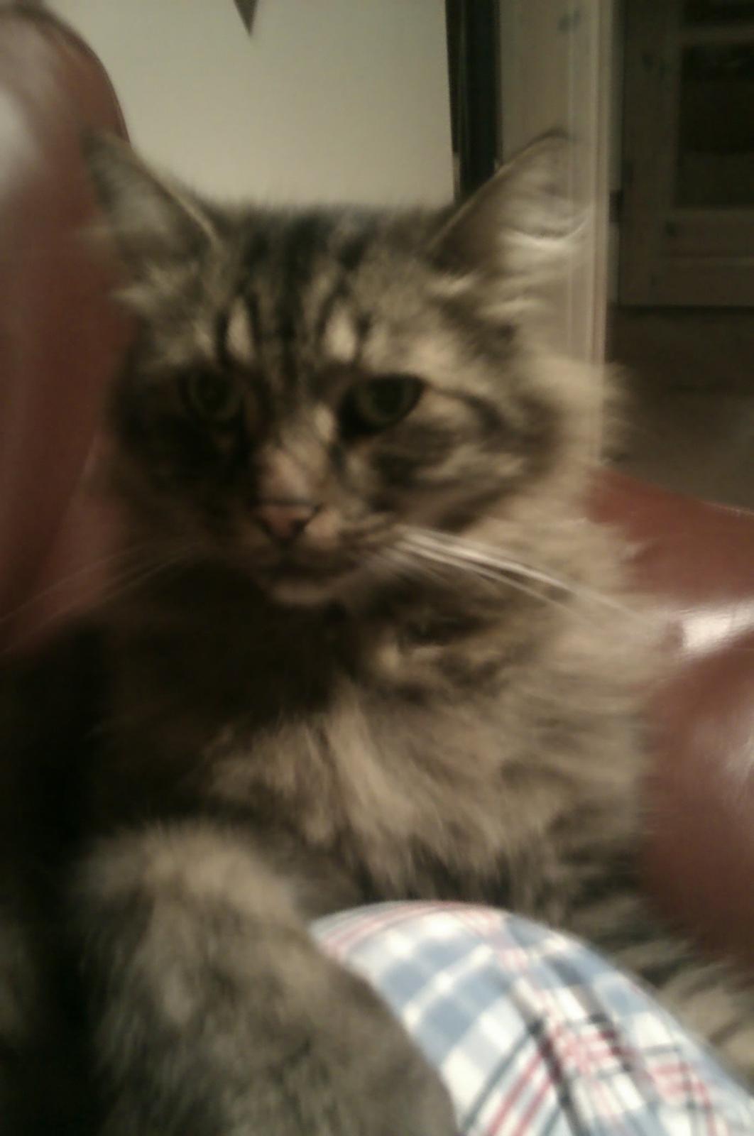 Norsk Skovkat Otto billede 1