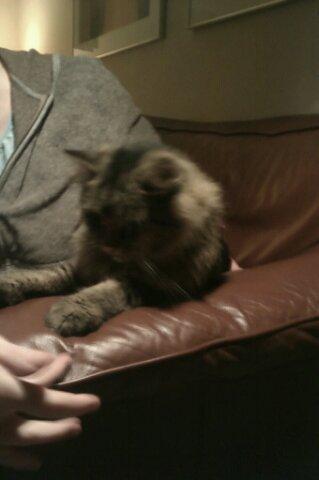 Norsk Skovkat Otto billede 4