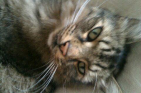 Norsk Skovkat Otto billede 5