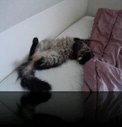 Norsk Skovkat Otto billede 7