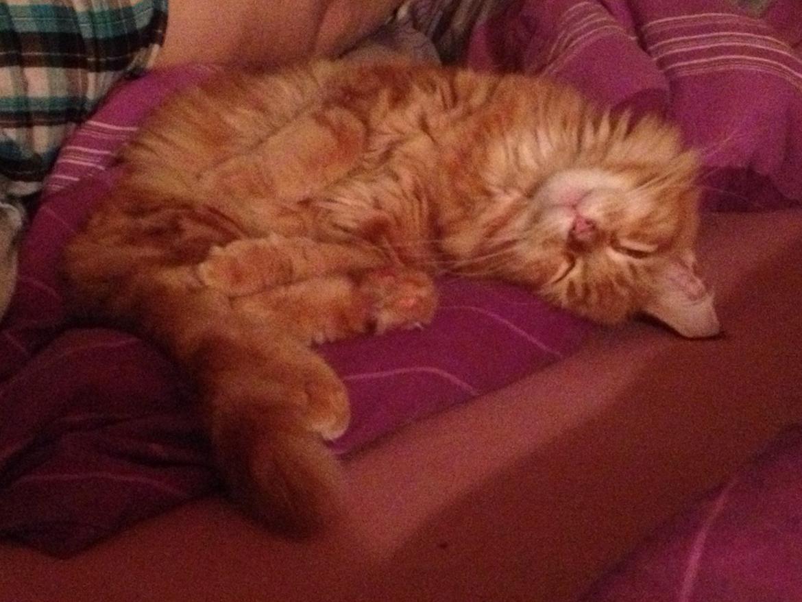 Maine Coon Cherie <3 billede 5