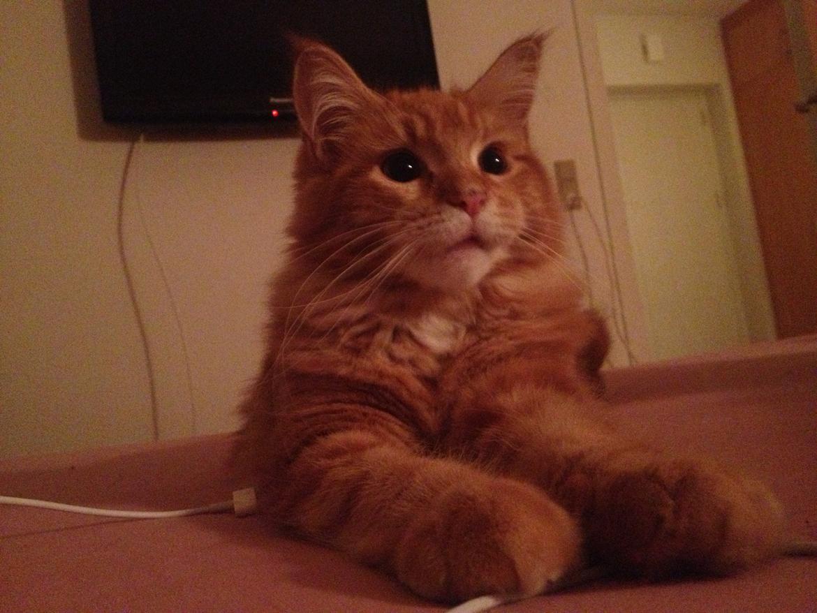 Maine Coon Cherie <3 billede 4