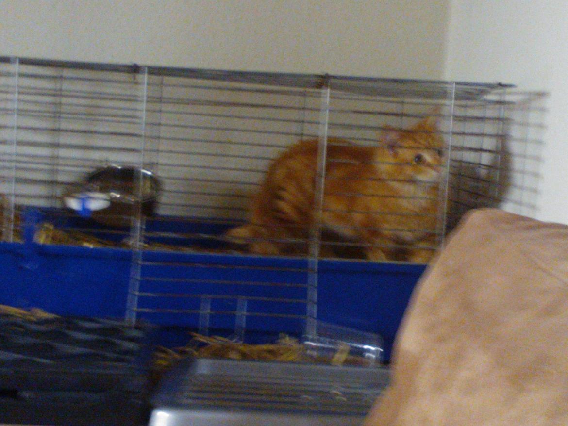 Maine Coon Cherie <3 billede 6