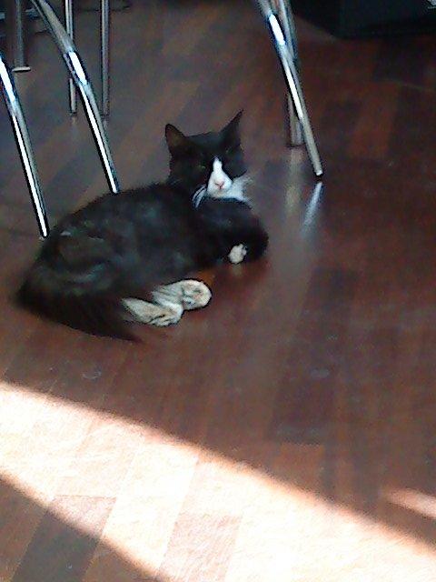 Blanding af racer Basse <3 billede 12