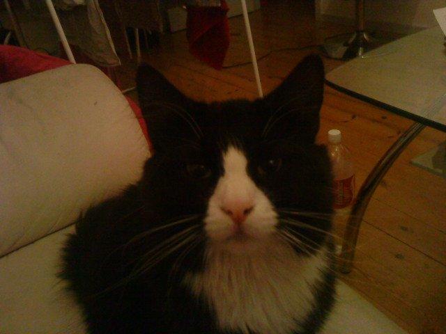 Blanding af racer Basse <3 billede 3