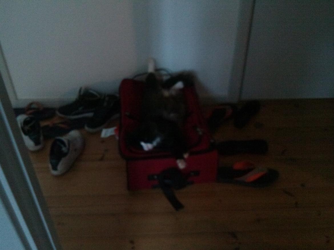 Blanding af racer Basse <3 billede 8