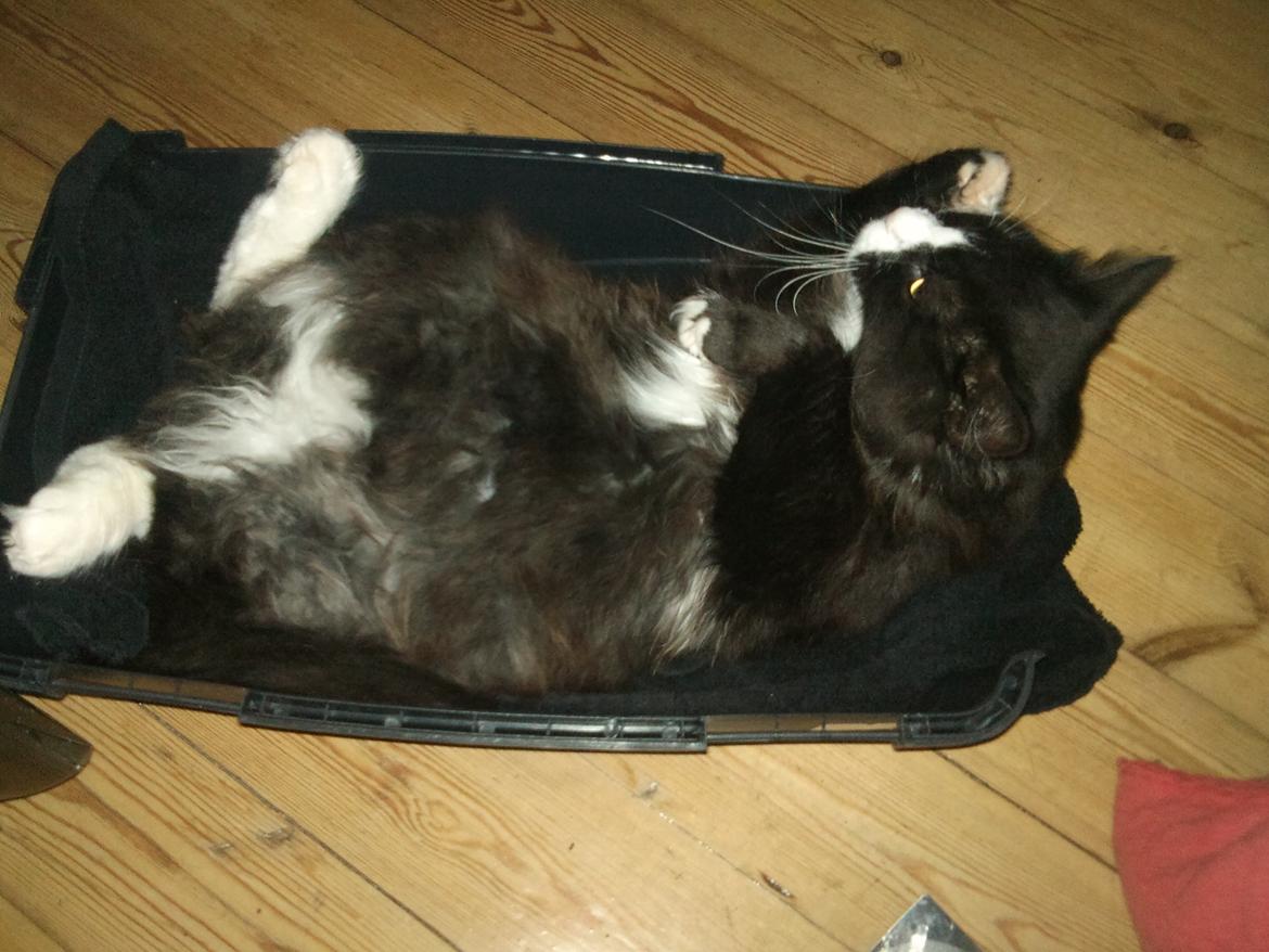 Blanding af racer Basse <3 billede 9