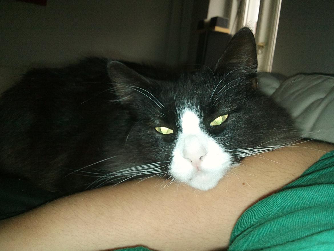 Blanding af racer Basse <3 billede 4