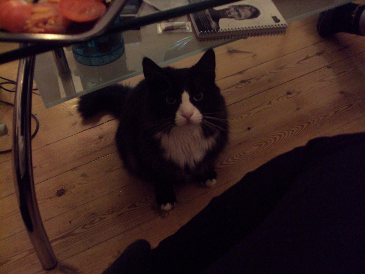 Blanding af racer Basse <3 billede 10