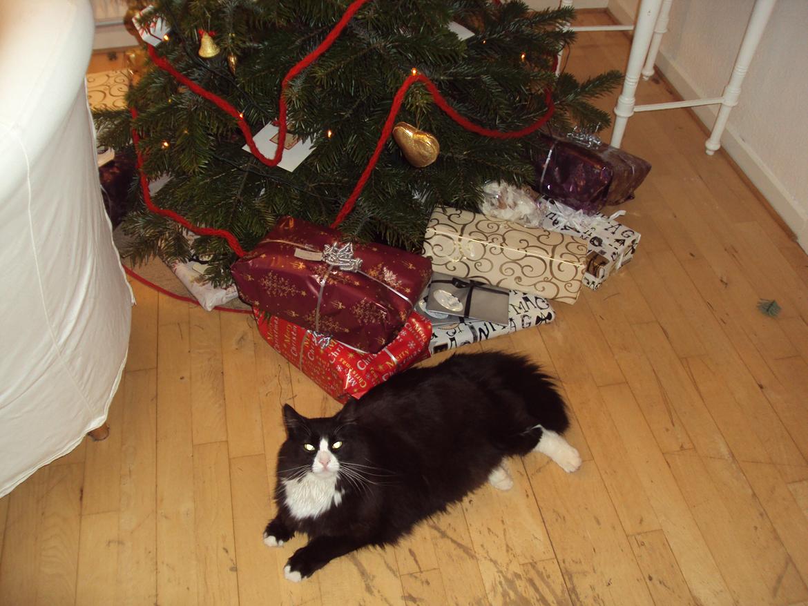 Blanding af racer Basse <3 billede 11