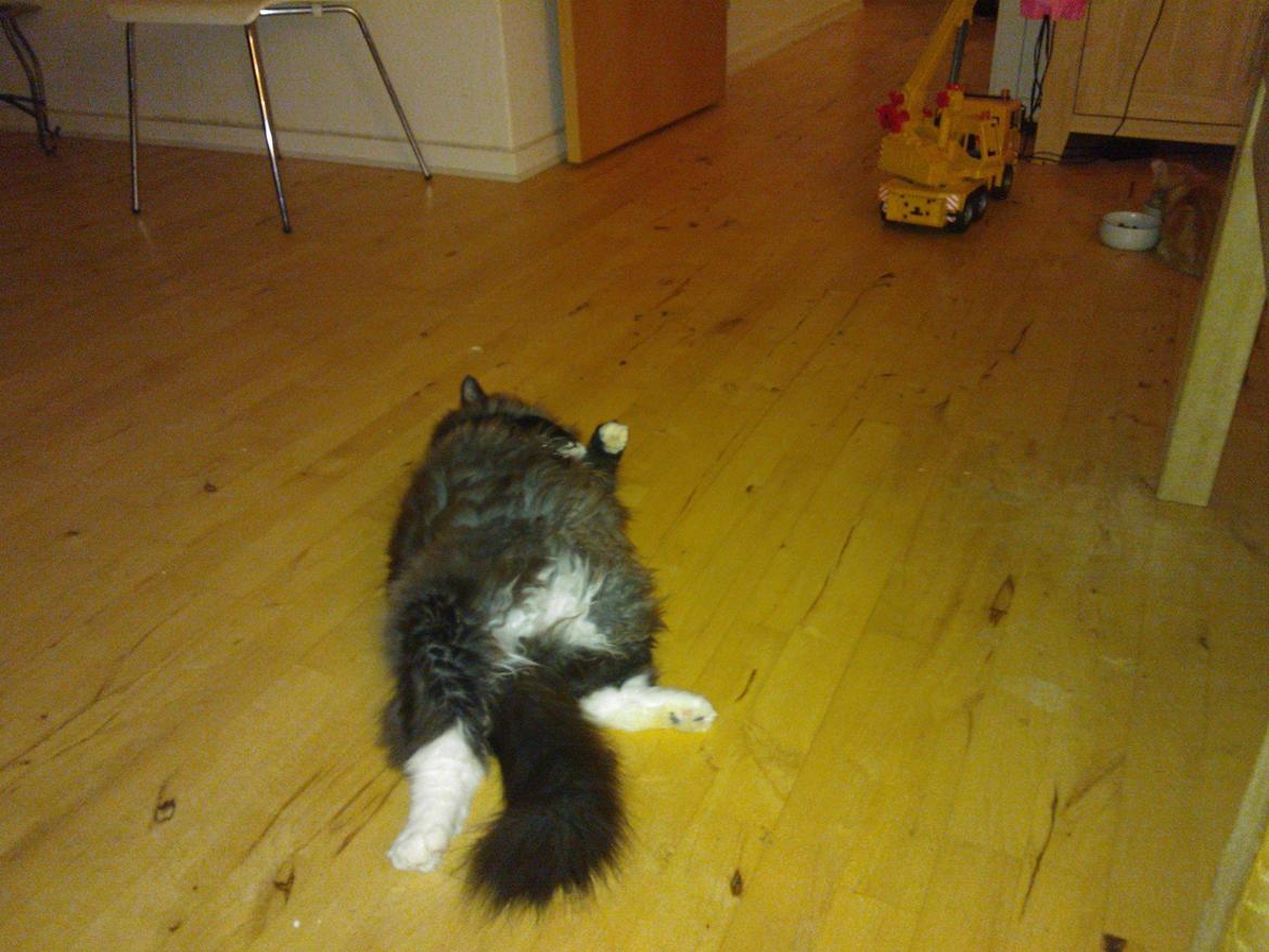 Blanding af racer Basse <3 billede 7