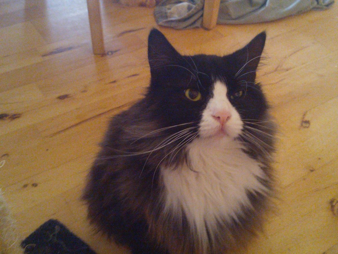 Blanding af racer Basse <3 billede 2