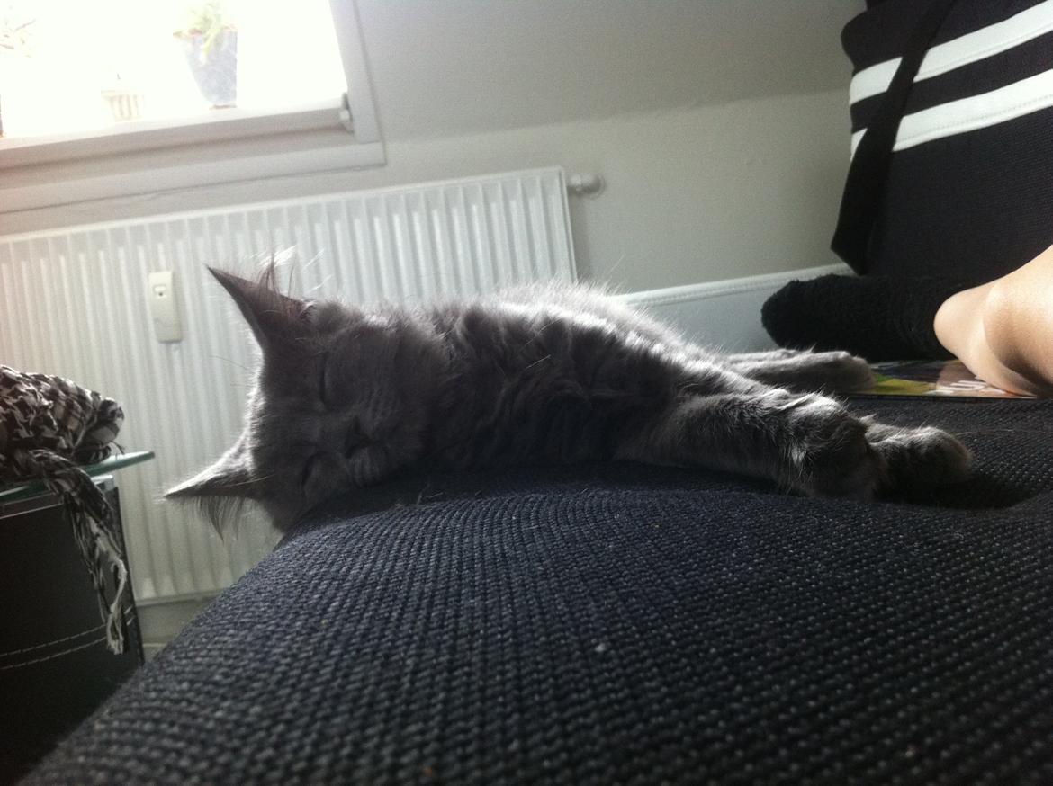 Maine Coon Trold billede 18