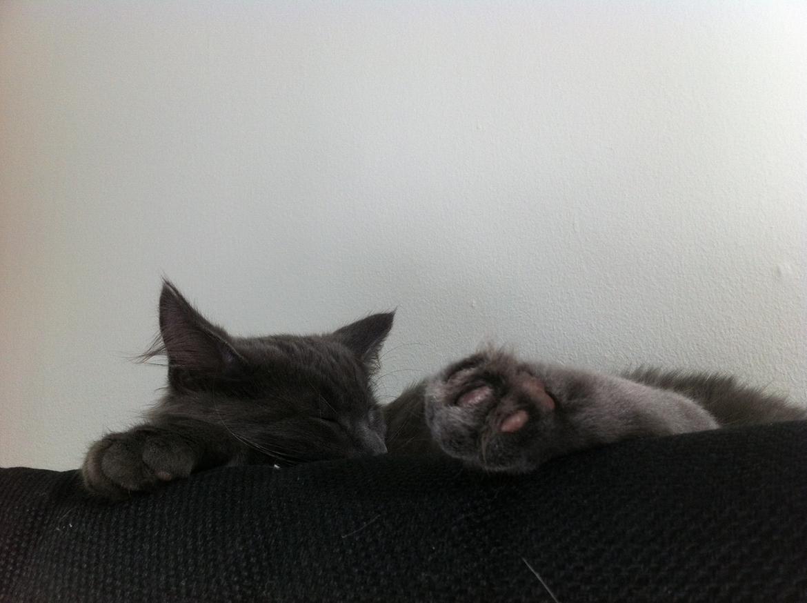 Maine Coon Trold - Mr Chill cat billede 19