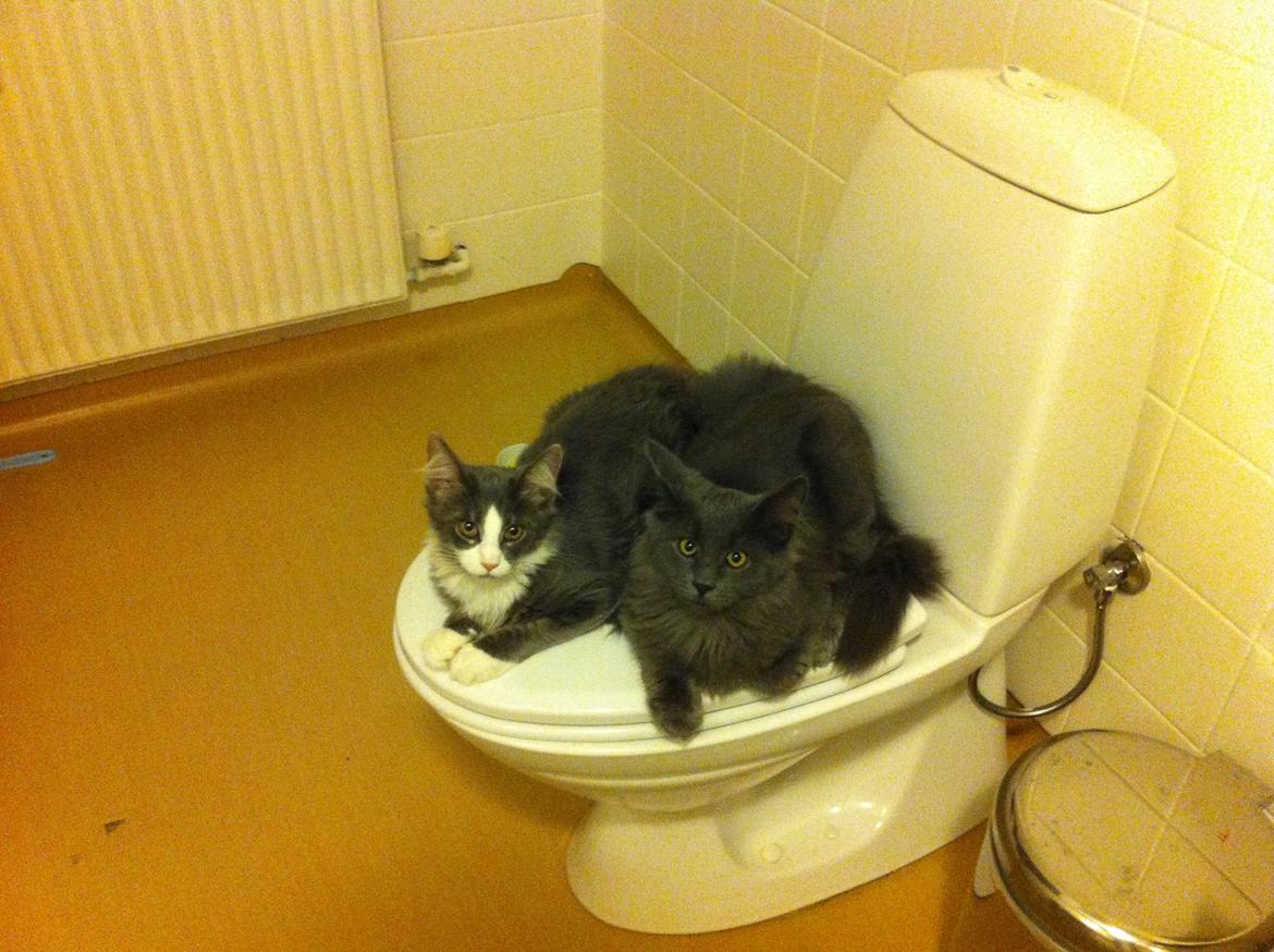 Maine Coon Trold - Tykke Trold og Bibs i toilethygge :) billede 20