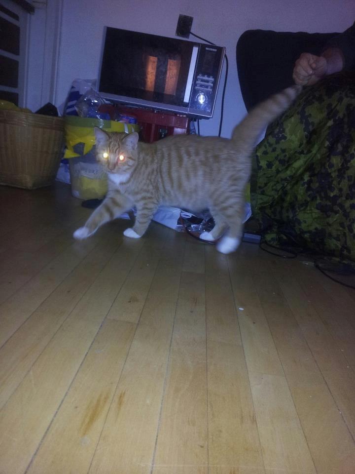 Blanding af racer Garfield billede 10