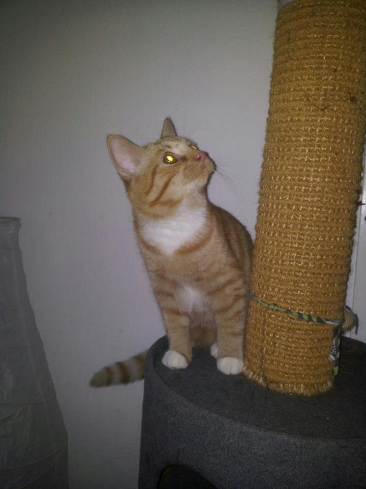 Blanding af racer Garfield billede 3