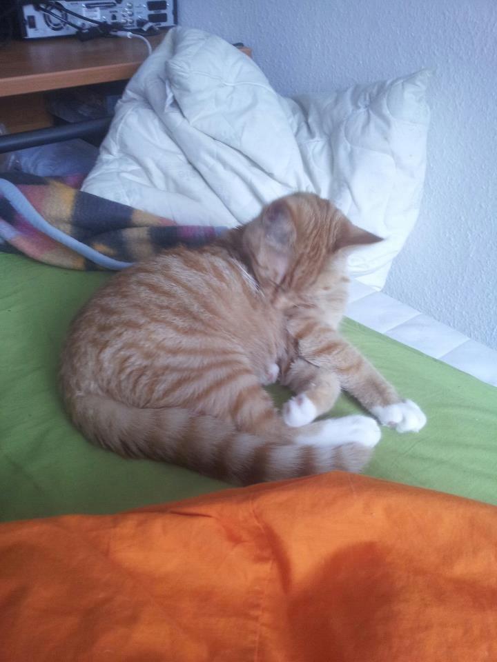 Blanding af racer Garfield billede 4